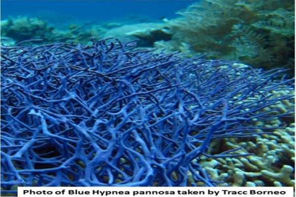 macro algae ever wanted
