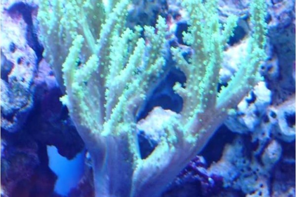 good corals for beginners