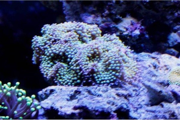 good corals for beginners