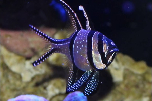saltwater aquarium fish