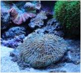 plate coral