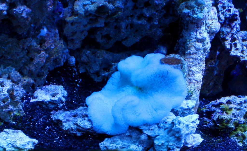 Keeping Anemones Reef Aquarium