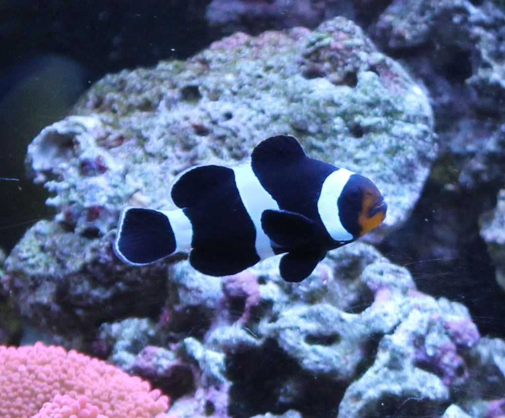 ocellaris clownfish reef aquarium