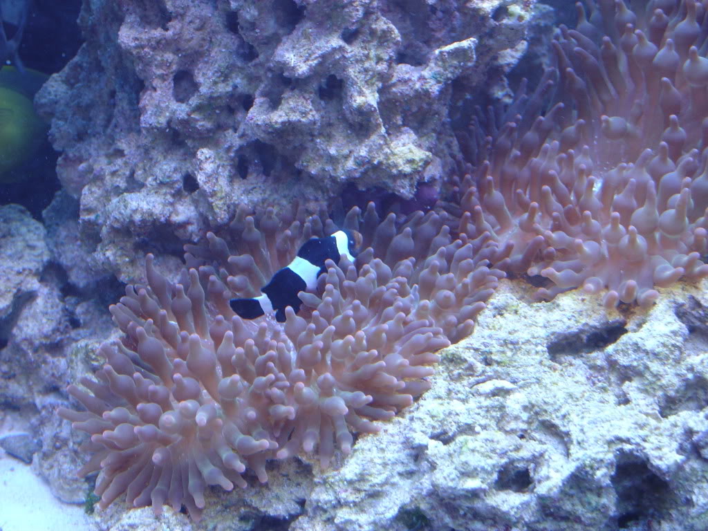 keeping anemones reef aquarium