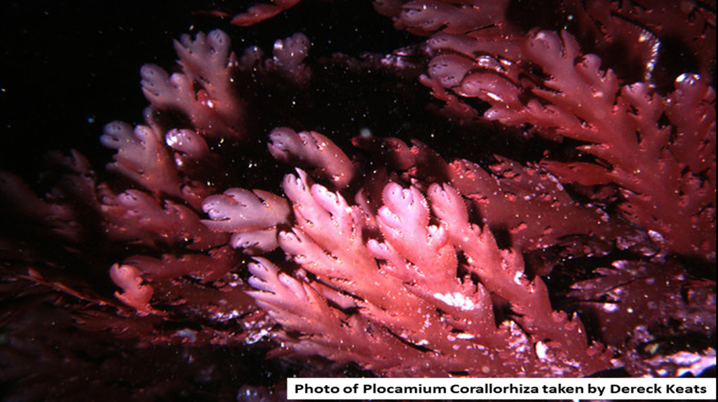 Macro Algae Ever Wanted A Planted R Aquarium Reef Macro