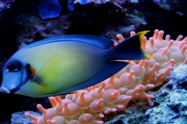 mimic tangs reef aquarium