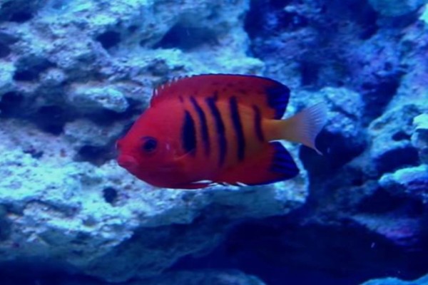 dwarf flame angelfish reef