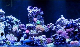 marine aquarium filtration
