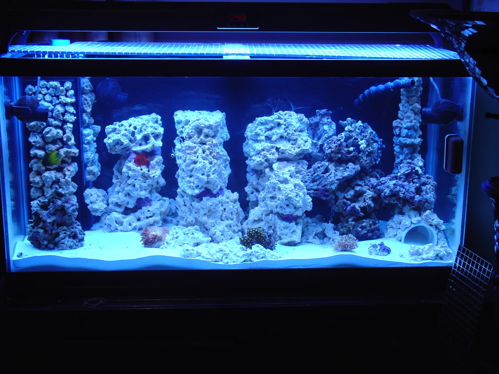 the importance of water flow and movement reef aquarium