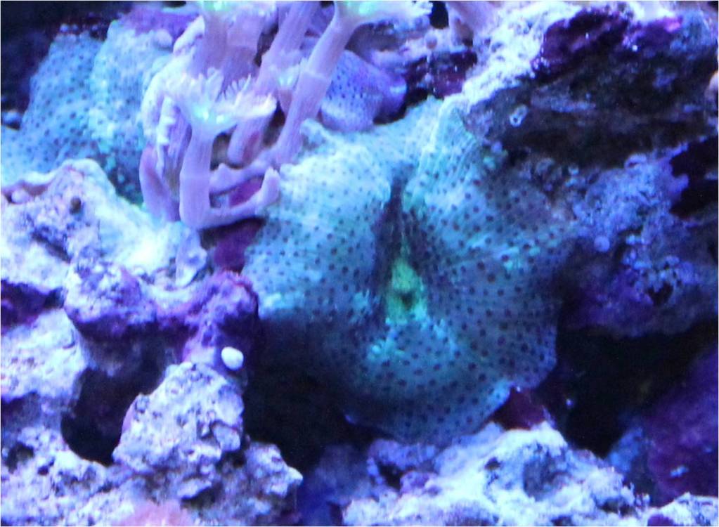 Good Corals for Beginners Mushroom Corals Reef Aquarium