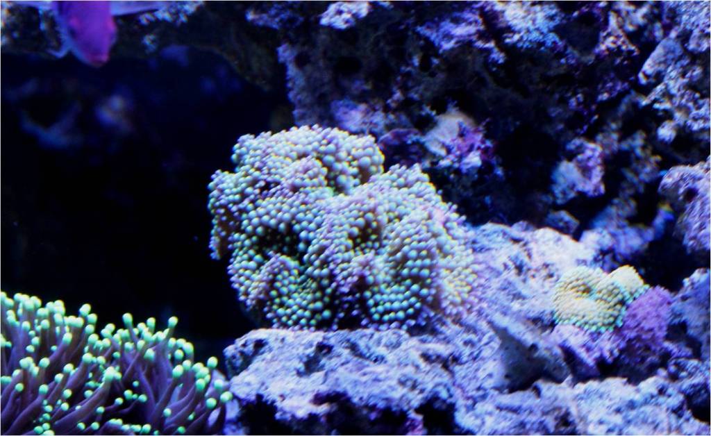 Good Corals for Beginners Mushroom Corals Reef Aquarium