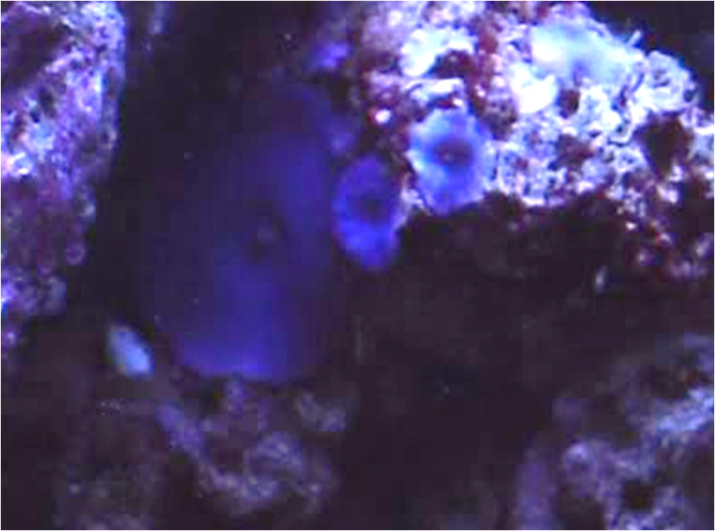 shroom1 Good Corals for Beginners: Mushroom Corals