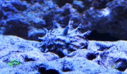Astraea Snail