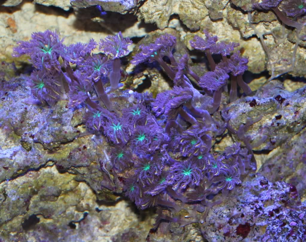 Clove Polyps Reef Aquarium Clove Polyps Reef Aquarium