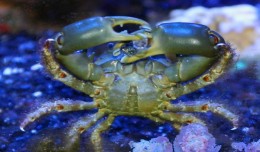 Emerald crab