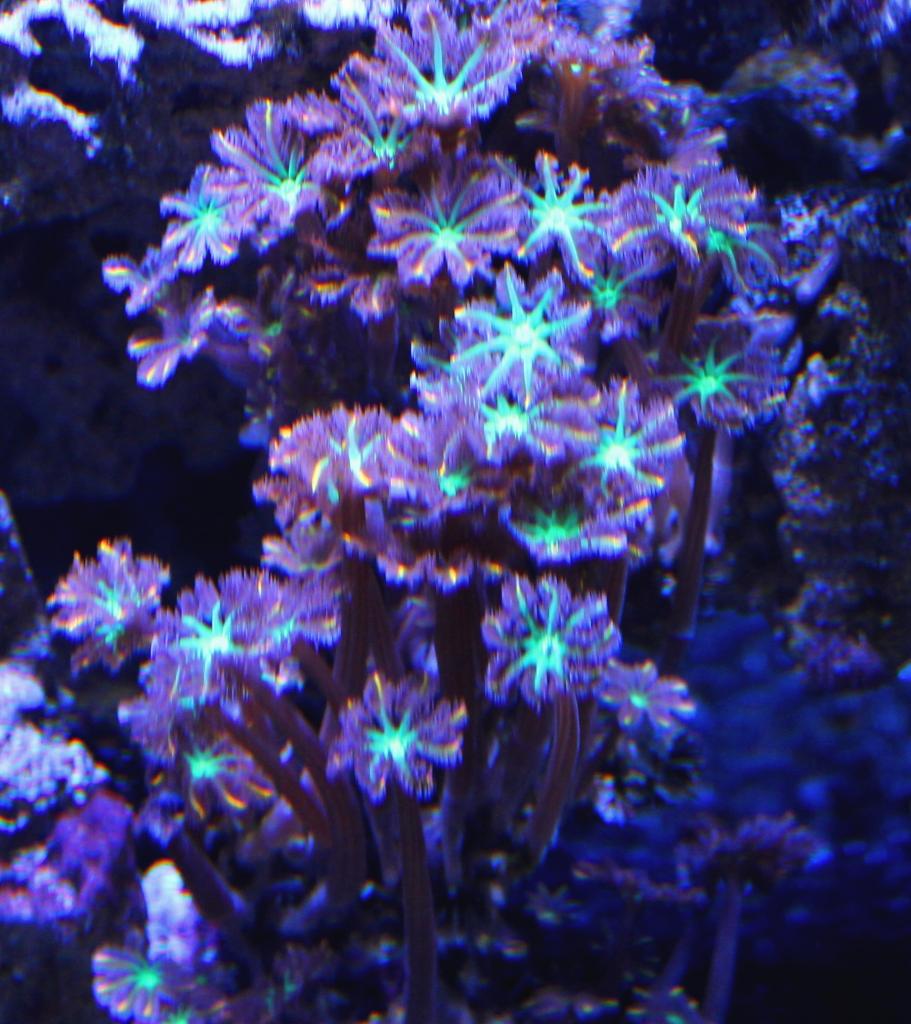 Clove Polyps Reef Aquarium Clove Polyps Reef Aquarium