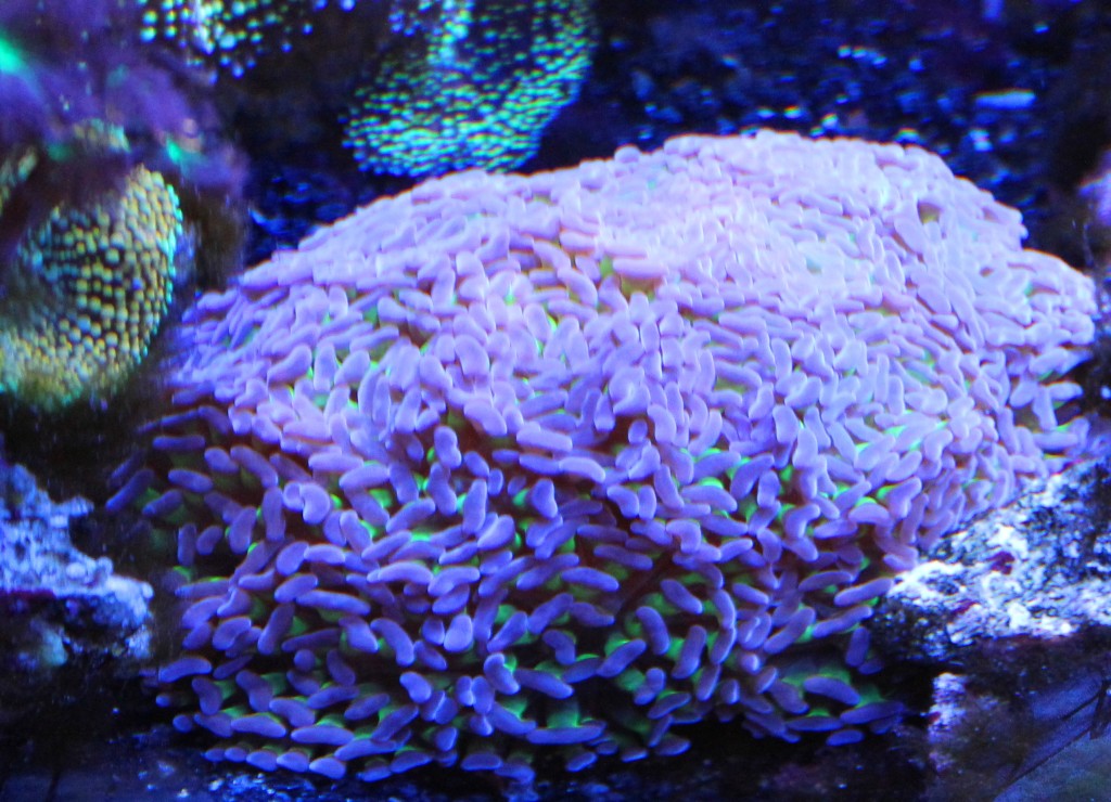 Hammer Corals Reef Aquarium