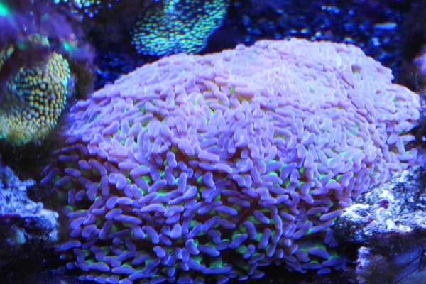 hammer corals reef aquarium