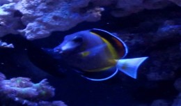 Powder brown tang