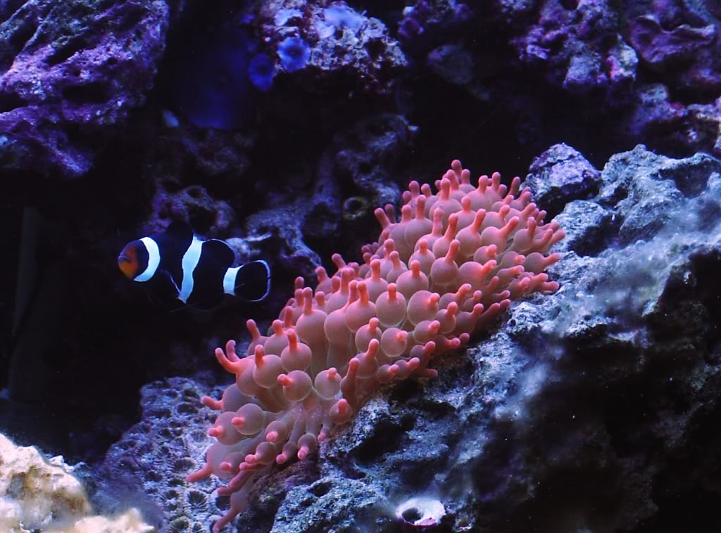 Bubble Tip Anemone Reef Aquarium