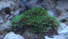 Star polyps