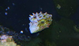 Turban snail
