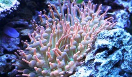 bubble tip anemone