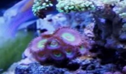 button polyps