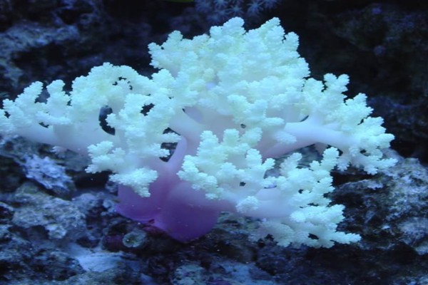 colt coral reef aquarium