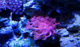 flower pot coral