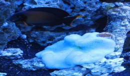 gigantea carpet anemone