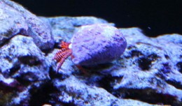 halloween hermit crab