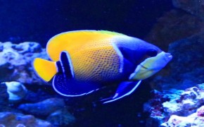fish archives reef aquarium