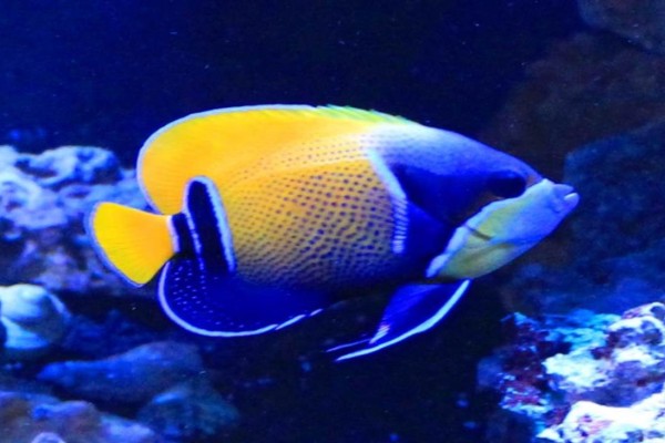 majestic angelfish reef aquarium