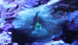 mushroom coral