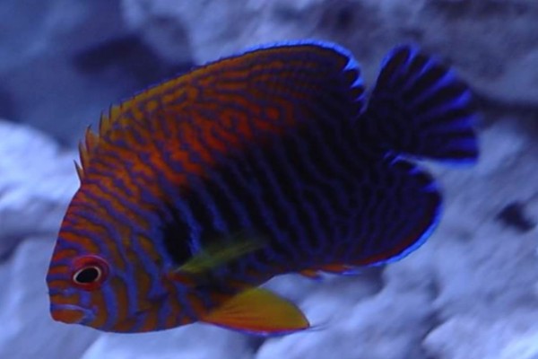 potters angelfish care