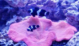 red carpet anemone