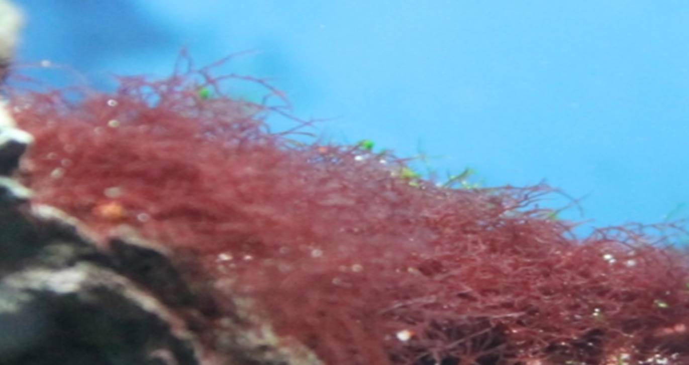 Red Hair Algae Reef Aquarium,Veggie Burger Burger King
