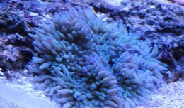 sebae anemone
