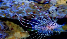 volitan lionfish