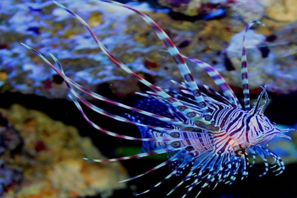 volitan lionfish reef aquarium