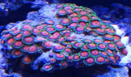 zoas