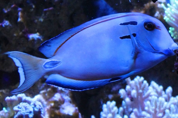 vampire tang reef aquarium