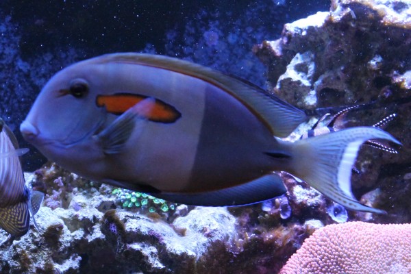 orange shoulder tang reef