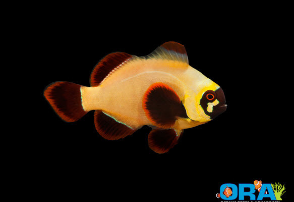 97 sustainable aquatics fancy