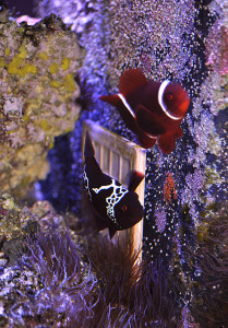 Lightning maroon clownfish eggs