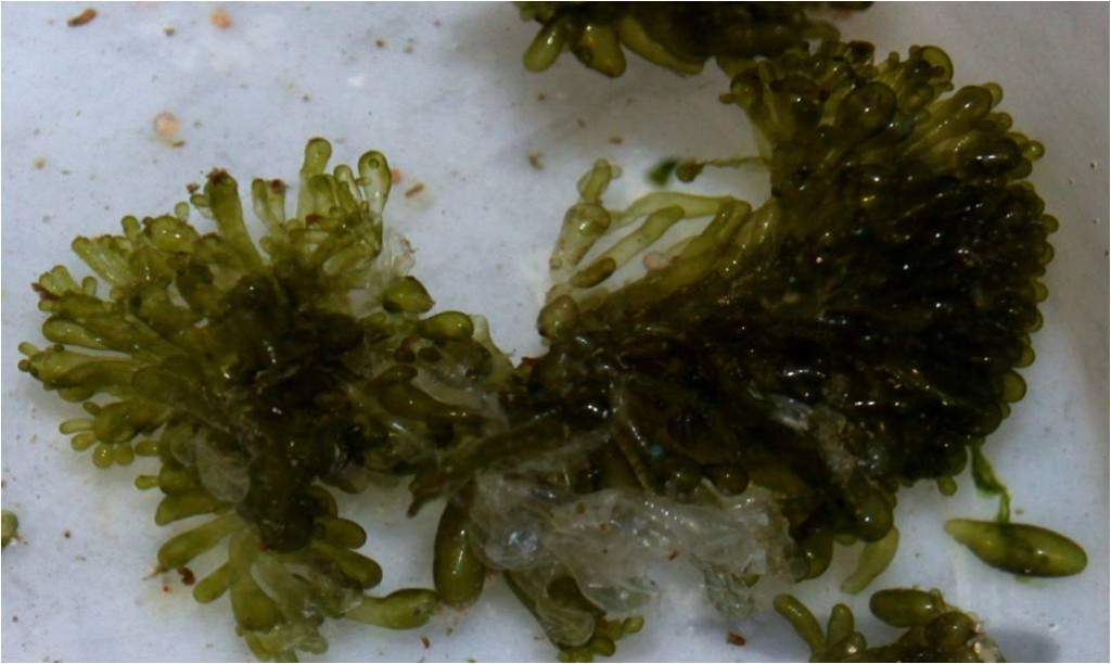Curated visual reference: Fresh Look at Dealing With Nasty Marine Algae Break Outs