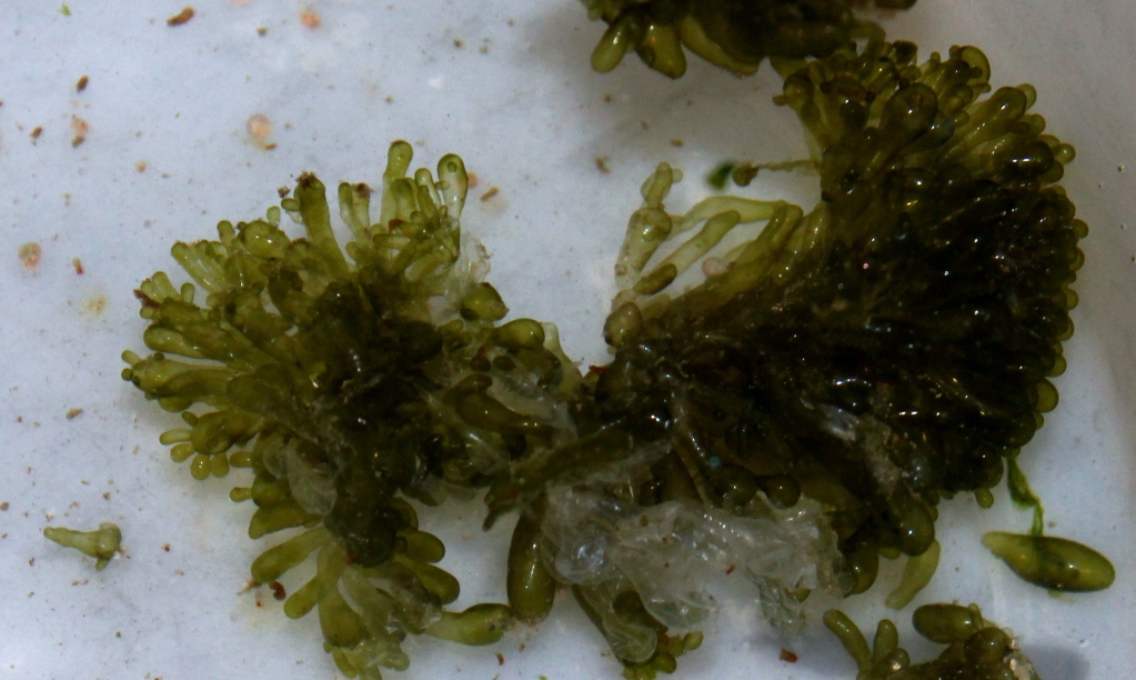 Dealing with Nasty Marine Algae Break-outs - Reef Aquarium