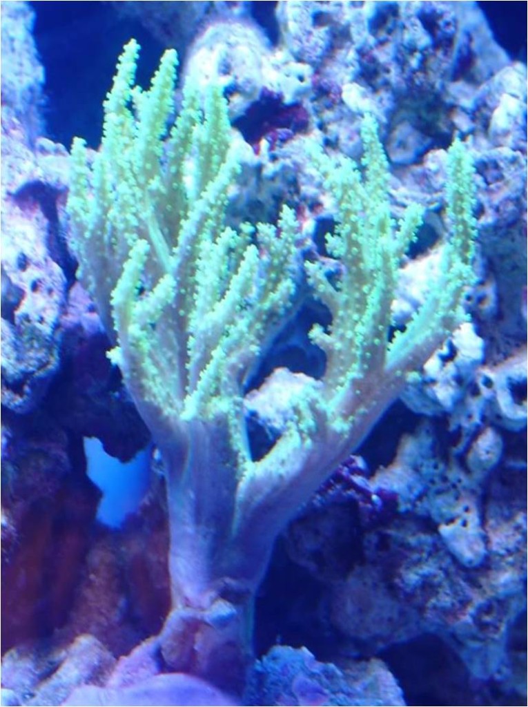 Good Corals For Beginners Leather Corals Reef Aquarium