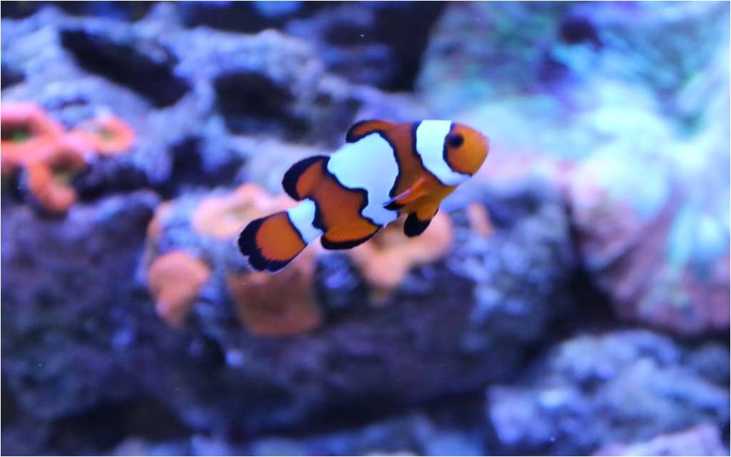 Basic Saltwater Aquarium Maintenance